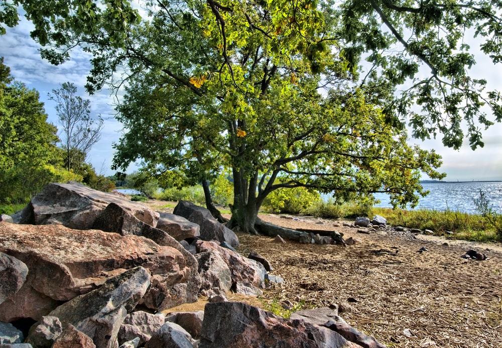 picture