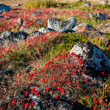 Однодневный тур в Кировск с подъёмом на Хибинские горы со скидкой 20%