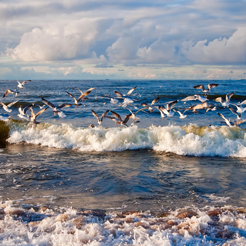 Велопрогулка вдоль Балтийского моря с экскурсией в Зеленоградске со скидкой 20%