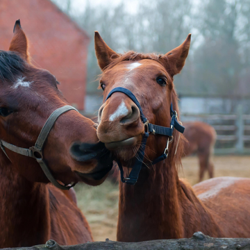База отдыха «Ранчо Сочи»