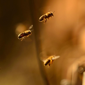 Экскурсия-дегустация «В гости к пасечнику»