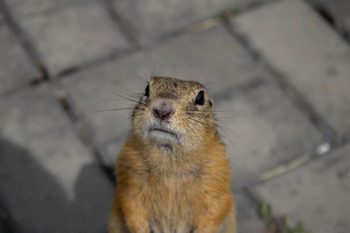 Индивидуальная экскурсия «Суслисейшен» на остров Татышев со скидкой 21%
