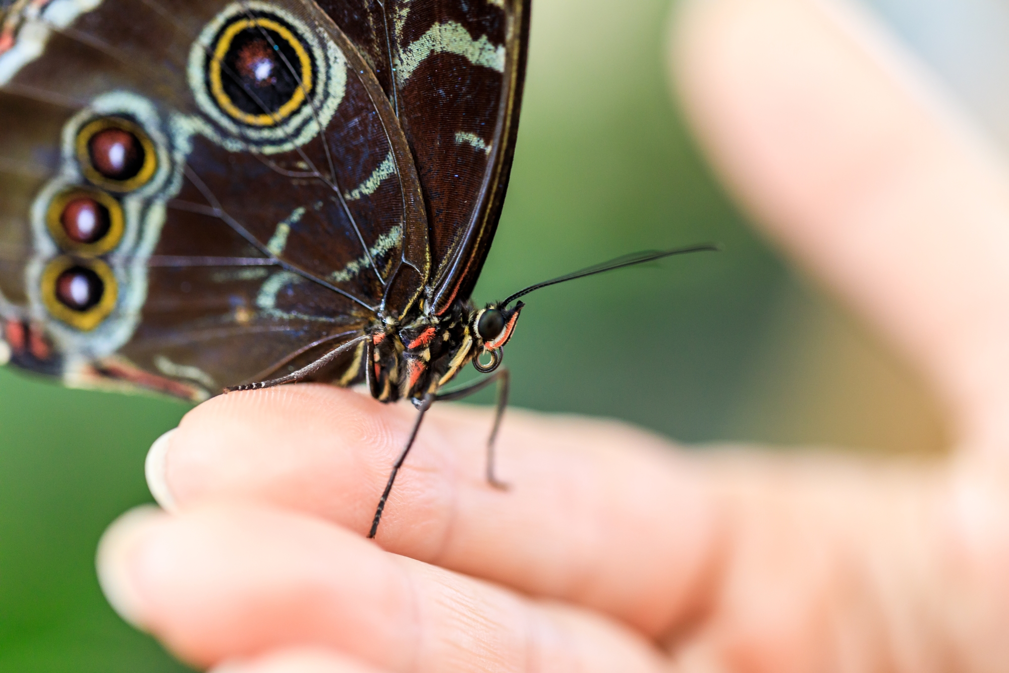 Посещение парка бабочек со скидкой 40%