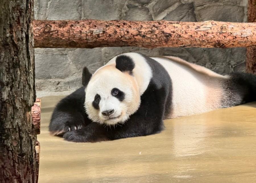 Московский зоопарк изменит часы работы с 1 августа 2025