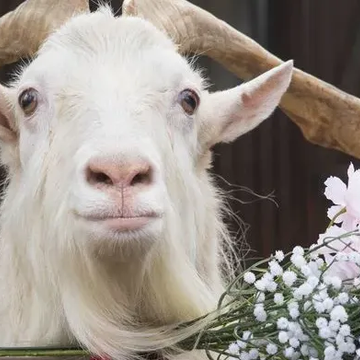 Посещение «Городской фермы» на ВДНХ в будни со скидкой 20%