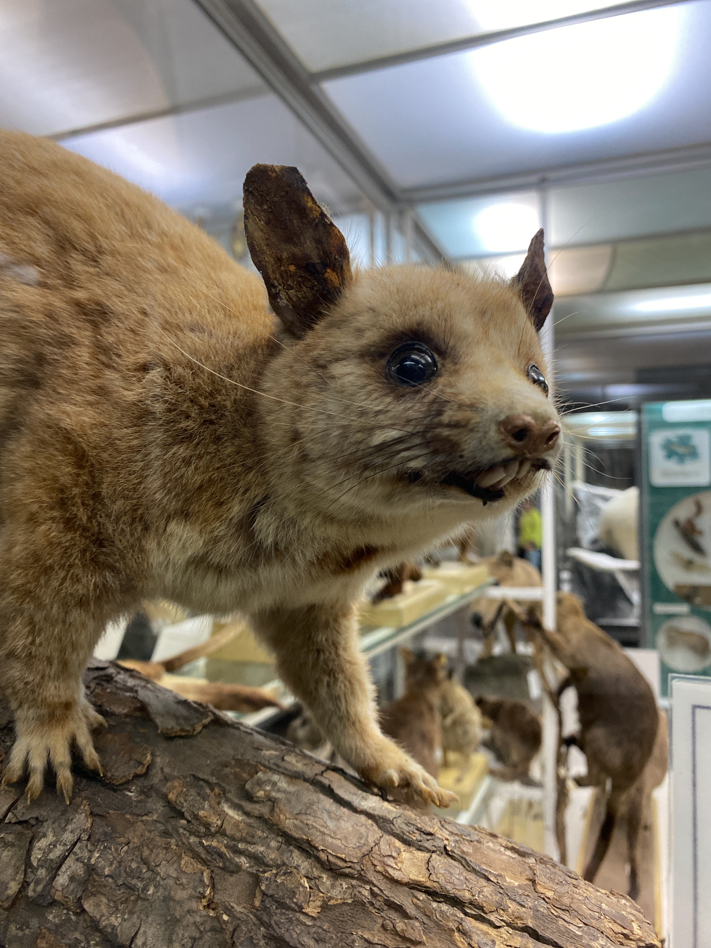 Экскурсия-квест «Книга рекордов Животного мира» со скидкой 25%