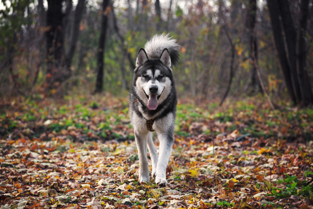 Дог-трекинг по маршруту «Торгашинский хребет» со скидкой 20%