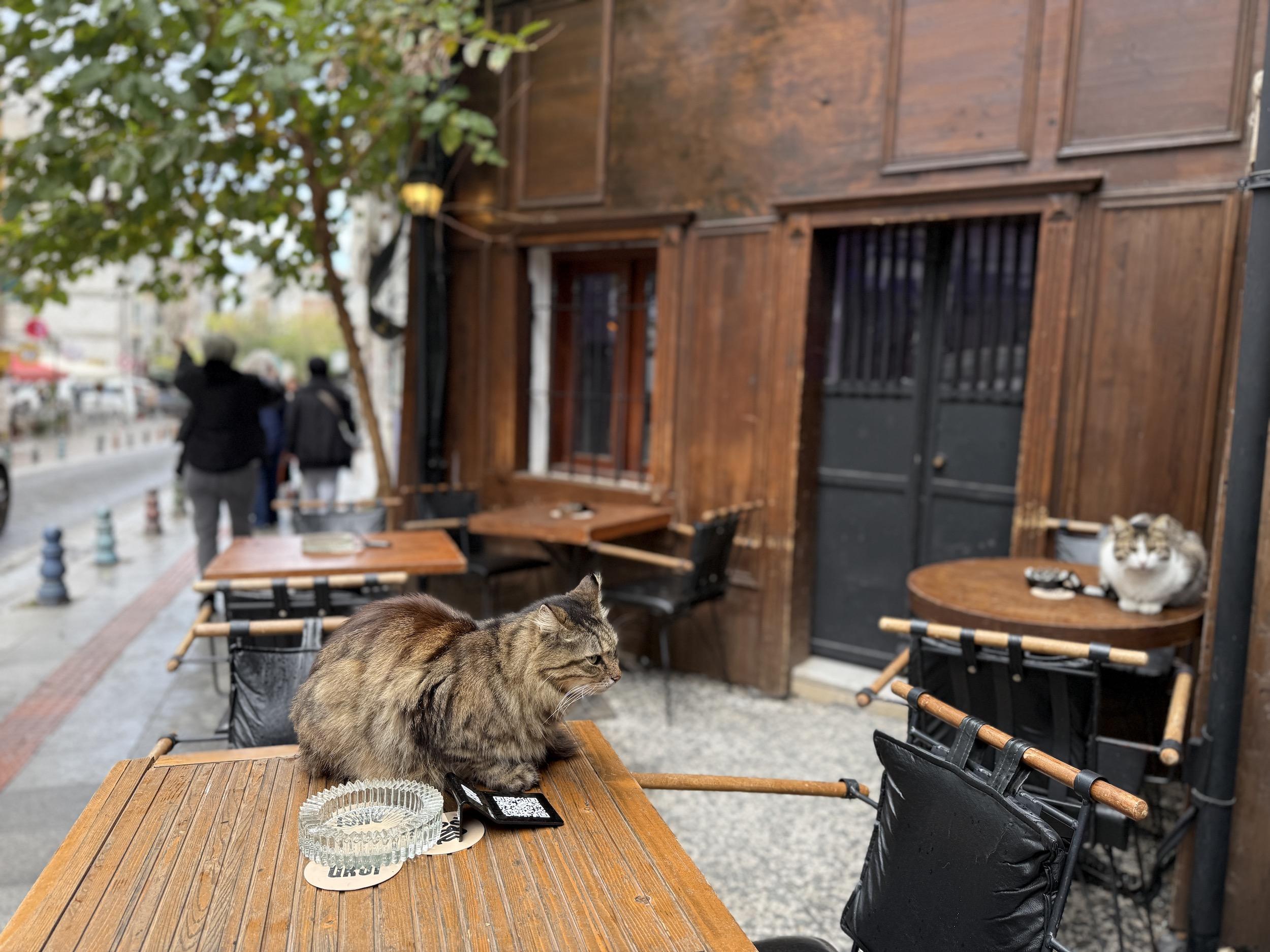 10 кошачьих городов мира: не только Зеленоградск и Стамбул