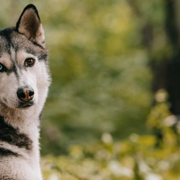 Дог-трекинг по маршруту «Гора Пионерская» со скидкой 20%