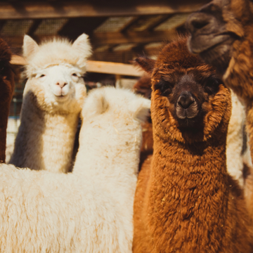 Посещение «Городской фермы» на ВДНХ в выходные со скидкой 20%