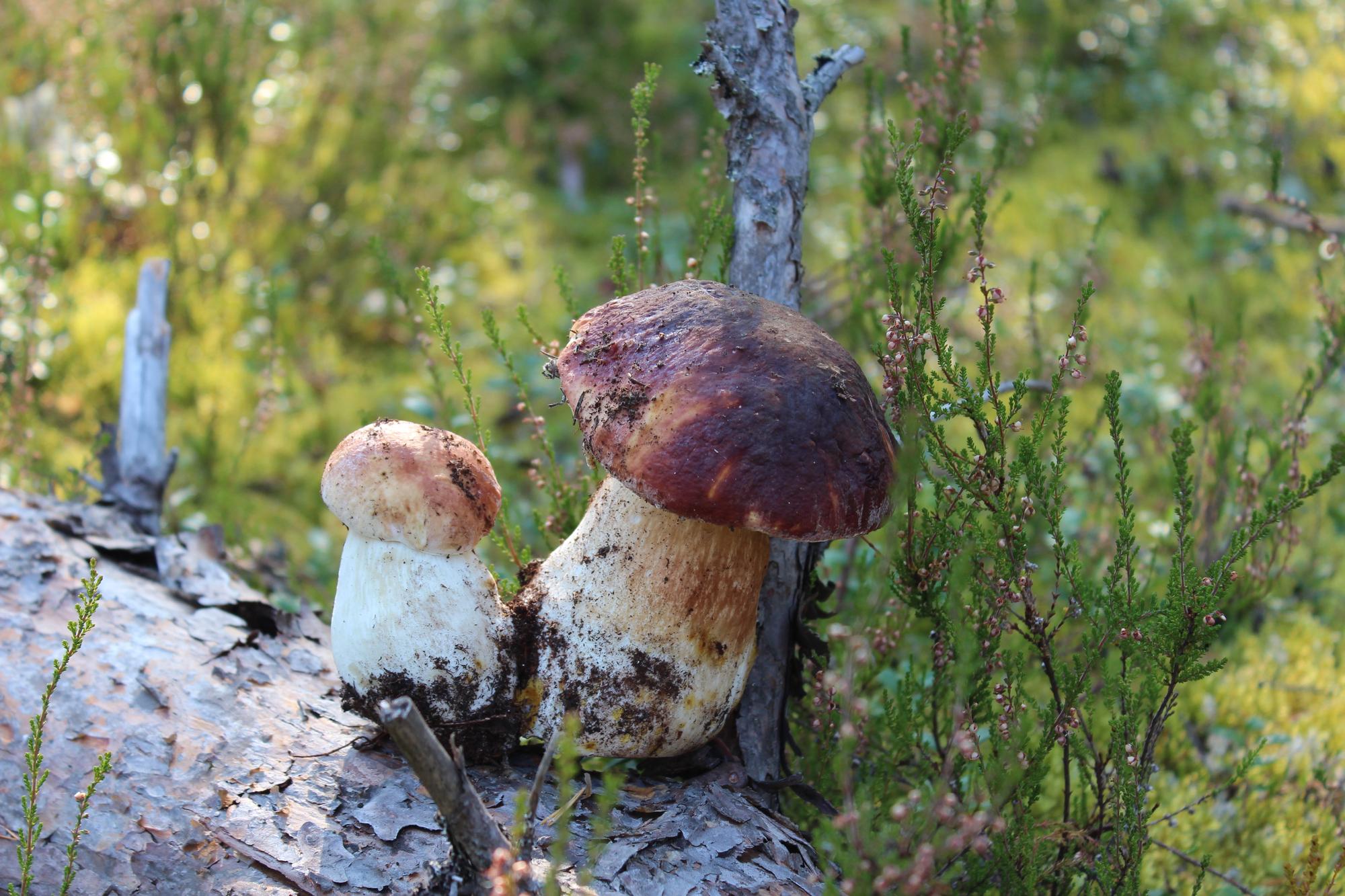 Куда поехать за грибами в Подмосковье и недалеко от Москвы в 2025 году