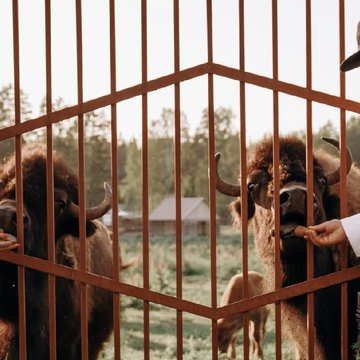 Двухчасовая конная прогулка к вольеру зубров