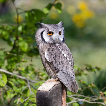 Природный орнитологический парк в Имеретинской низменности