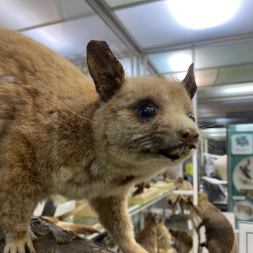 Экскурсия-квест «Книга рекордов Животного мира» со скидкой 25%