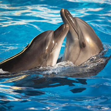 Экскурсия на шоу дельфинов в Алуште